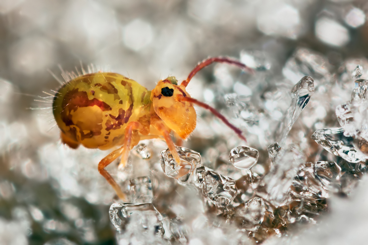 Globular Springtail in frost